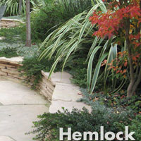Hemlock - Garden 6